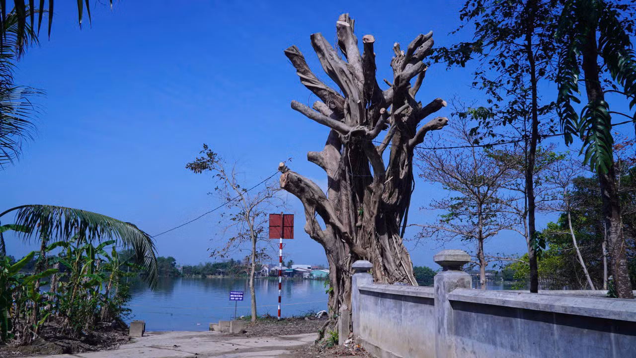 3 Cây cổ thụ hàng trăm năm tại khu vực di tích đình làng Lại Ân bị cưa trụi cành -0