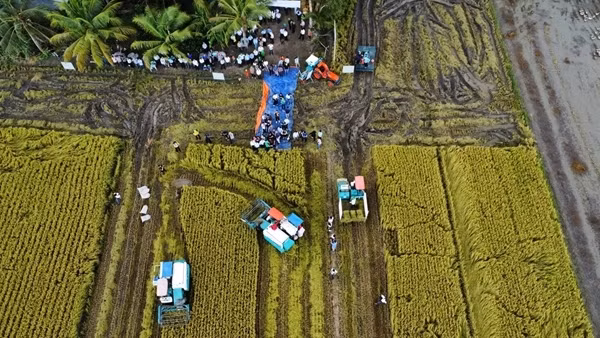 Phát triển bền vững ngành lúa gạo từ Đề án 1 triệu hécta