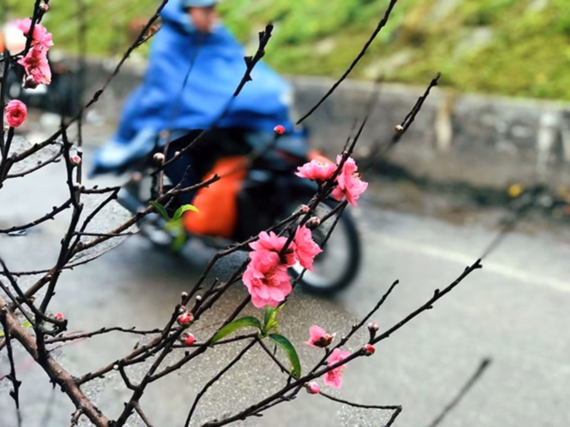 29 Tết: Miền Bắc rét đậm rét hại kèm mưa, Nam Bộ đêm se lạnh -0