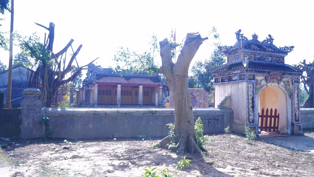 3 Cây cổ thụ hàng trăm năm tại khu vực di tích đình làng Lại Ân bị cưa trụi cành -0
