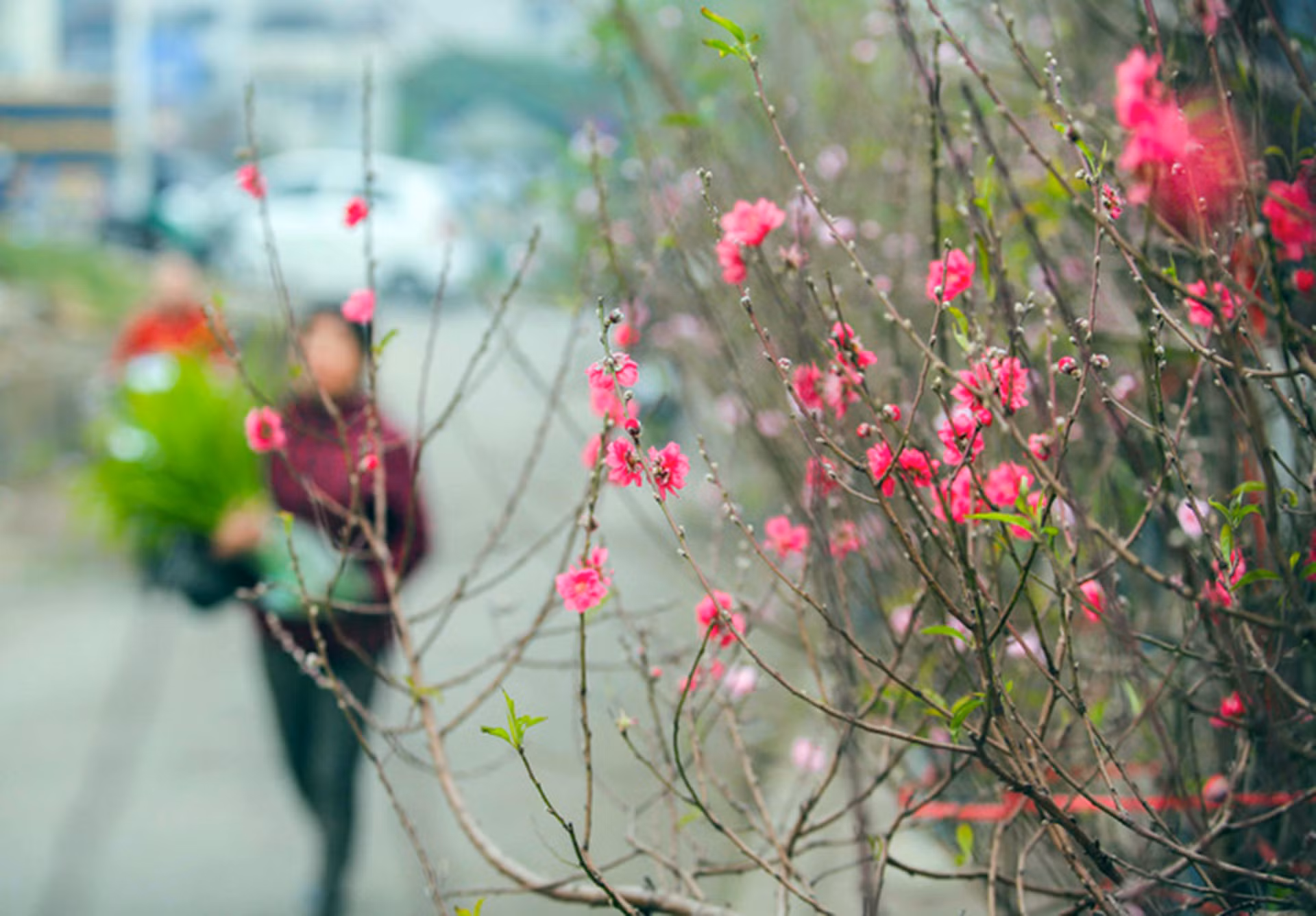 Mùng 1 Tết, miền Bắc rét cóng; Nam Bộ nắng đẹp -0