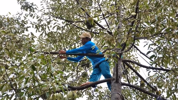 Quản lý tốt chất lượng sầu riêng để xuất khẩu