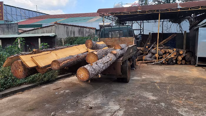 Kiểm tra phản ánh hàng loạt cây thông thuộc dự án của FLC bị tàn sát -0