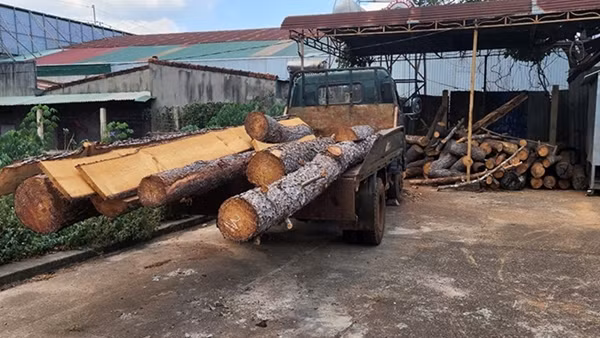 Kiểm tra phản ánh hàng loạt cây thông thuộc dự án của FLC bị tàn sát