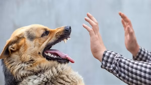 Nhiều người bị chó nhà tấn công, nguy cơ lây bệnh dại cao trong mùa hè
