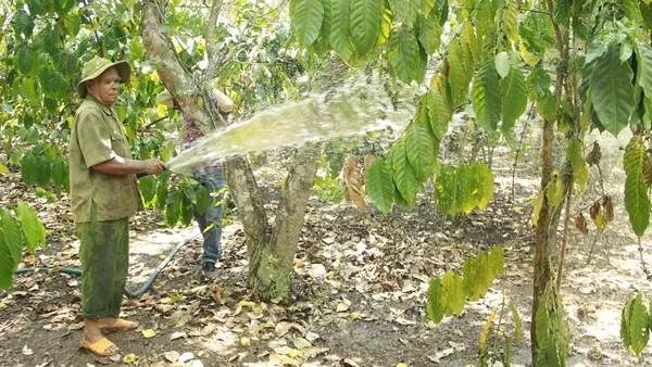 Bình Phước: Cà phê lập đỉnh giá mới, nông dân vui mừng