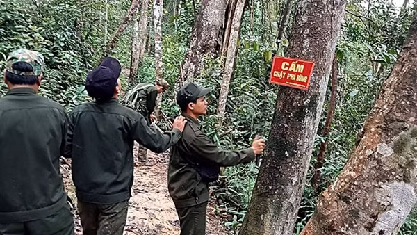 Triển khai nhiều giải pháp bảo vệ “lá phổi xanh” tại miền núi Nam Giang