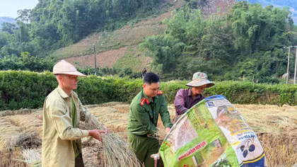 Cùng nhân dân vùng cao thu hoạch “mùa vàng”