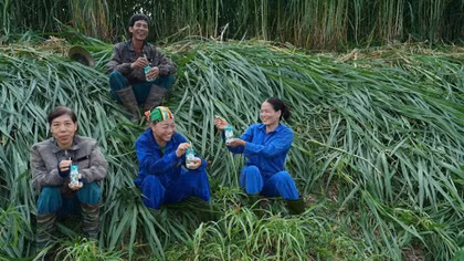Sữa Tươi Kun và chuyện người nông dân làm nên cánh đồng bạc triệu ở Tuyên Quang
