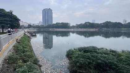 Vì sao cá chết hàng loạt tại hồ điều hòa công viên Nghĩa Đô?
