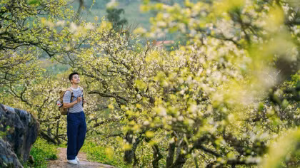 Mộc Châu mùa hoa mận nở trái mùa