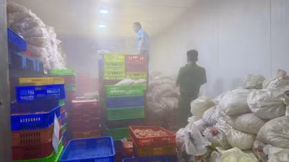 Buộc tiêu hủy 7,7 tấn chân gà đông lạnh hết “đát”
