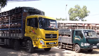 Mở rộng kiểm soát an toàn thực phẩm tại nguồn ở TP Hồ Chí Minh