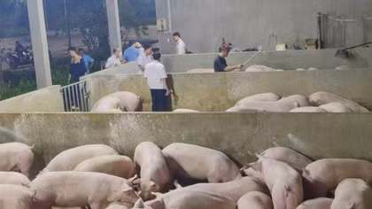 Chuyển hồ sơ sang Công an để điều tra vụ chủ trại lợn sử dụng chất cấm