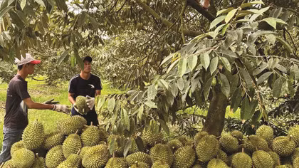 Đơn giản hóa thủ tục mã số vùng trồng để thúc đẩy xuất khẩu