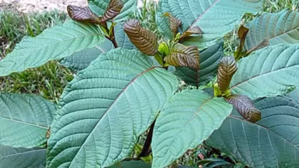 Cảnh báo nguy cơ thẩm lậu lá Kratom chứa chất ma túy vào Quảng Ngãi