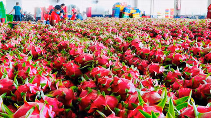 Nông sản Việt Nam chuyển từ cạnh tranh sản lượng sang chất lượng