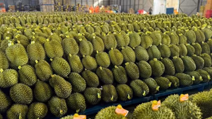 Sửa quy định mã số vùng trồng, tạo điều kiện tối đa cho nông dân