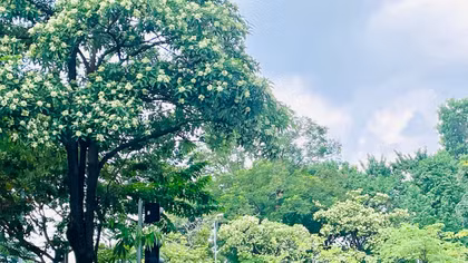 Hoa sữa Hà Nội và bài toán quy hoạch cây xanh đô thị