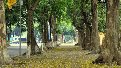 Hà Nội: 18 loại cây không được phép trồng là những cây nào?