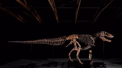 Hóa thạch khủng long T-rex đắt nhất thế giới