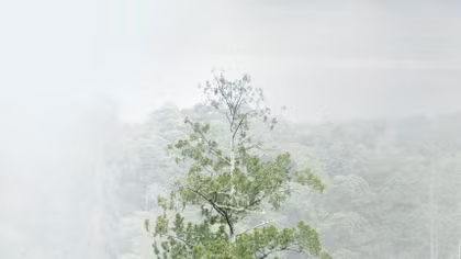 Cây cổ thụ cao nhất Đông Á