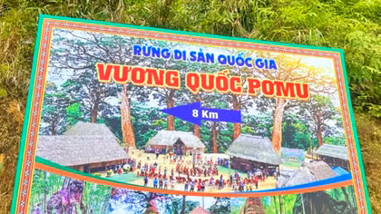“Chạm” vào pơmu 