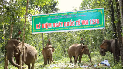 Bầy voi trong cánh rừng tái sinh