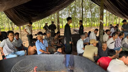 Hai vợ chồng điều hành sới gà quy mô lớn trong rẫy cao su 