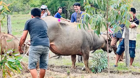 Khống chế thành công trâu “điên” tấn công 4 người bị thương