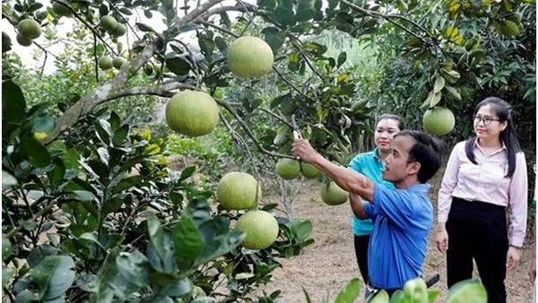Vốn tín dụng chính sách xã hội góp phần giảm nghèo, thoát bẫy “tín dụng đen”