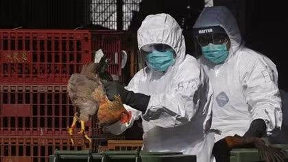 (NÓNG TUẦN QUA) H5N1 quay lại Trung Quốc giữa tâm bão virus Corona, Anh chính thức rời EU