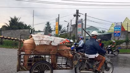 Bàn giải pháp cấp bách hỗ trợ người chăn nuôi heo