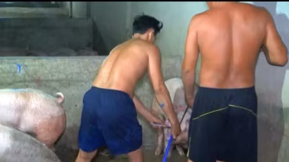 Cơ sở trung chuyển bơm nước vào heo trước khi đưa đi tiêu thụ