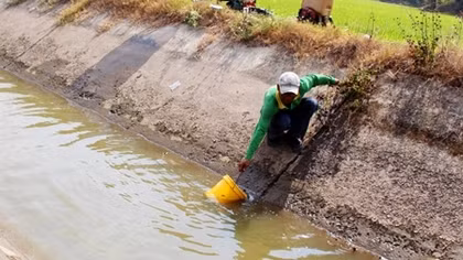 Xung quanh thông tin lúa “chết khát” ở An Giang