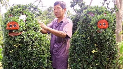 Cây cảnh hình heo được bán giá 30 triệu ở Cái Mơn