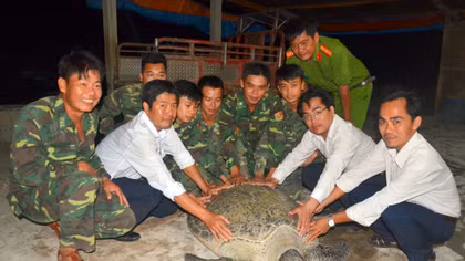 Giải cứu thành công rùa biển nặng 120kg