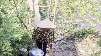 Nguyên nhân khiến cá nuôi lồng bè ở An Giang chết hàng loạt 