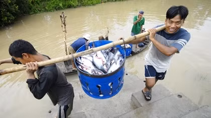 Đột phá từ đề án giống cá tra 3 cấp