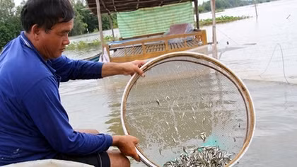 Thu nhập “khủng” với mô hình “vỗ béo” cá linh mùa nước nổi 