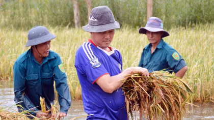 Mưa kết hợp triều cường dâng cao gây thiệt hại hàng ngàn ha diện tích lúa, cây ăn trái