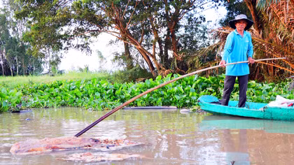 Kiên quyết ngăn chặn tình trạng vứt xác heo chết xuống sông