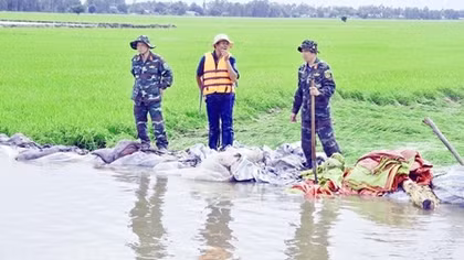 Nước lũ làm vỡ bờ bao ở An Giang, hàng trăm hecta lúa vụ 3 bị thiệt hại nặng