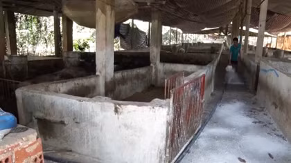 Huyện đầu tiên của Đồng Nai công bố hết dịch tả lợn châu Phi