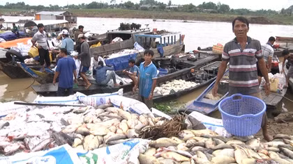 Cá bè lại chết hàng loạt trên sông La Ngà