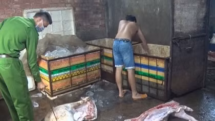 Gần 1 tấn thịt lợn bệnh, lợn chết chuẩn bị đưa đi tiêu thụ