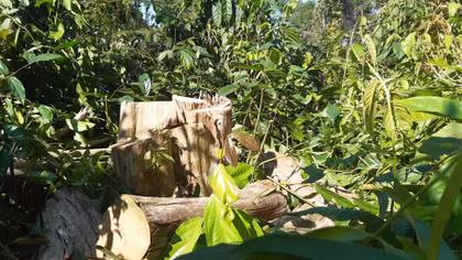 Công an Đồng Nai điều tra vụ phá rừng tại Khu bảo tồn Thiên nhiên