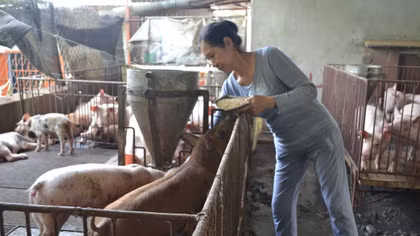 Bài toán giải cứu đàn heo 1,7 triệu con ở Đồng Nai