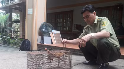 Người dân tự nguyện giao nộp cá thể culi quý hiếm cho kiểm lâm
