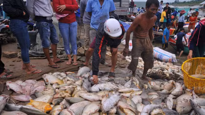 Điều tra nguyên nhân hơn 1,5 ngàn tấn cá bè bị chết đồng loạt
